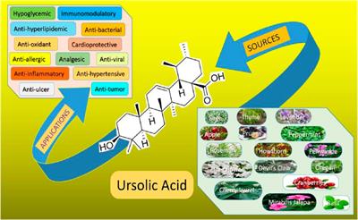 Role of ursolic acid in preventing gastrointestinal cancer: recent trends and future perspectives